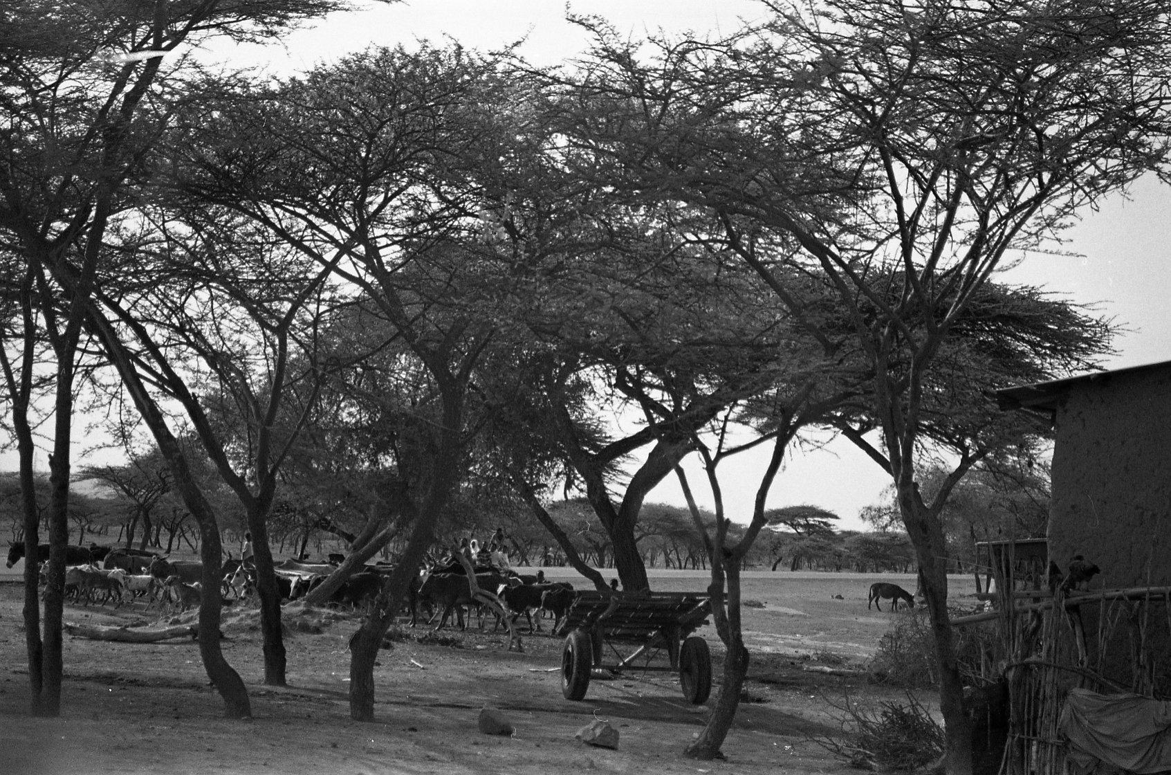 Film photo in black and white with ethiopian forest, animals roaming under shadow of trees